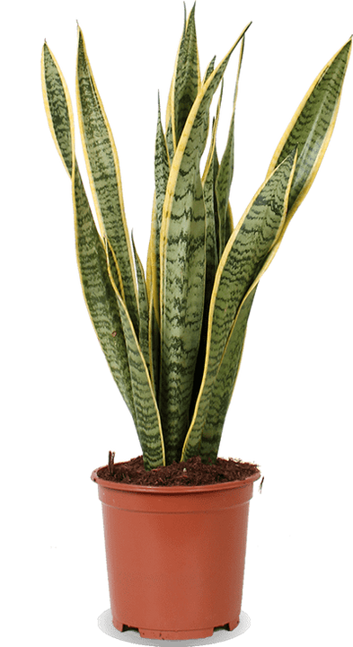 Sansevieria laurentii (Bogenhanf) (M)
