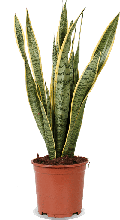 Sansevieria Laurentii (Bogenhanf) | 70 cm