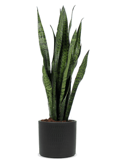 Sansevieria zeylanica (Bogenhanf) (M)