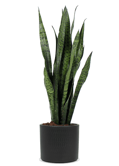 Sansevieria zeylanica (Bogenhanf) (M)