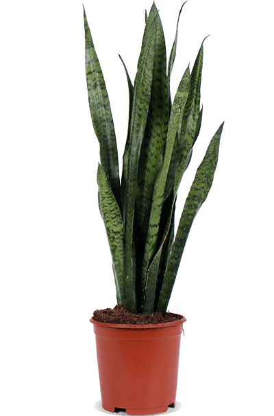 Sansevieria Zeylanica (Bogenhanf) (M) kaufen? | Frank