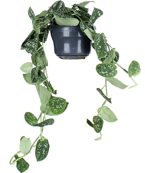 Scindapsus pictus ''argyraeus'' (Gefleckte Efeutute) (S)