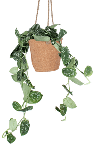 Scindapsus pictus ''argyraeus'' (Gefleckte Efeutute) (S)