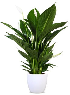 Spathiphyllum lauretta (Einblatt) (M)