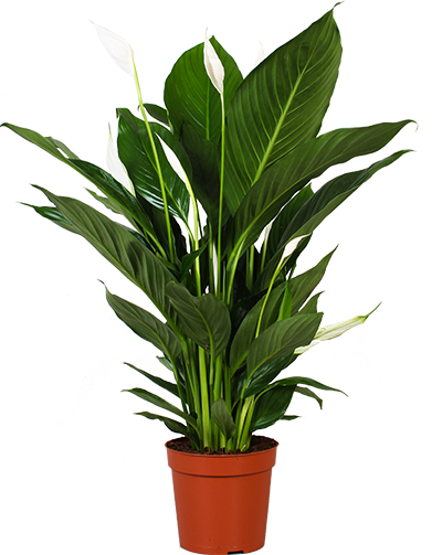 Spathiphyllum lauretta (Einblatt) (M)