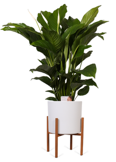 Spathiphyllum lauretta (Einblatt) (M)