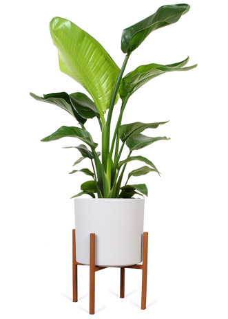 Strelitzie (Strelitzia) online kaufen | Plantsome