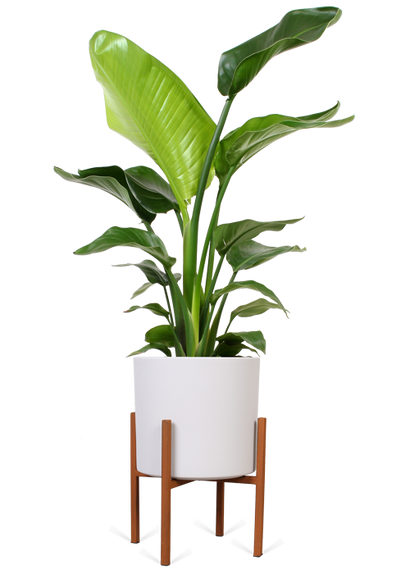 Strelitzia nicolai (Paradiesvogelblume) (M)