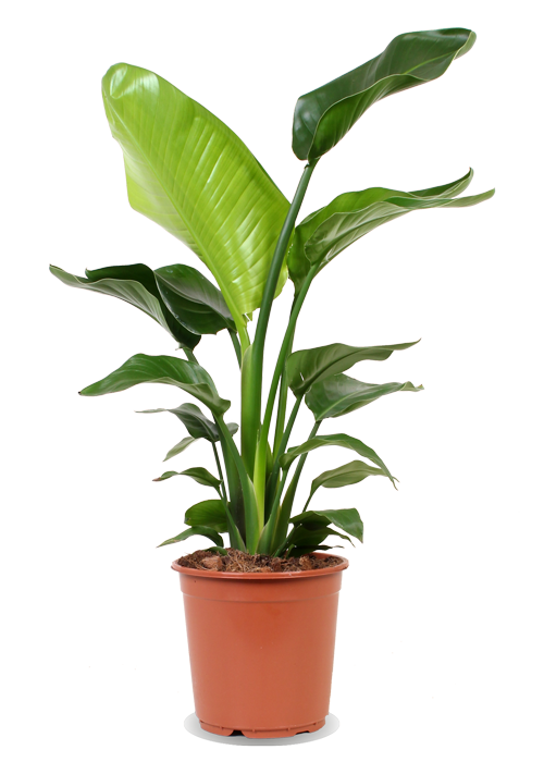 Strelitzia nicolai (Paradiesvogelblume) (M)