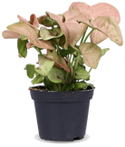 Syngonium neon robusta (Purpurtute) (XS)