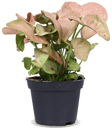 Syngonium neon robusta (Purpurtute) (XS)