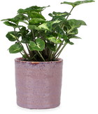 Syngonium pixie (Purpurtute) (XS)