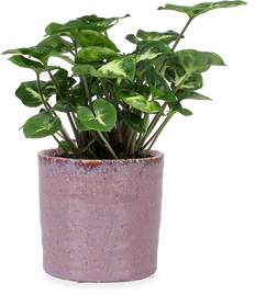Syngonium pixie (Purpurtute) (XS)