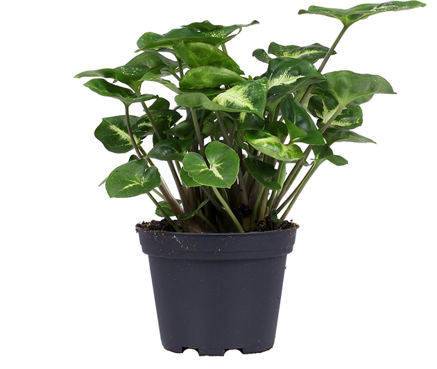 Syngonium Pixie (Purpurtute) | Tinkerbell Jr