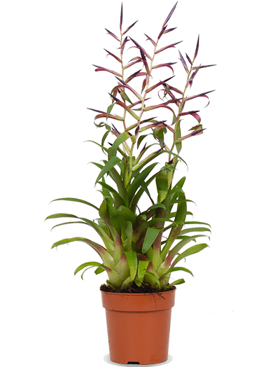 Tillandsia mora