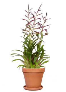 Tillandsia mora