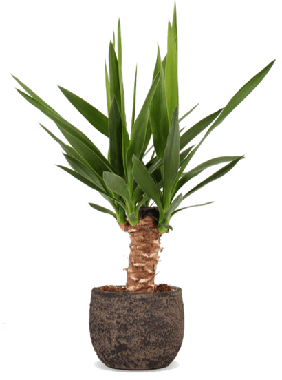 Yucca (Palmlilie) (M)