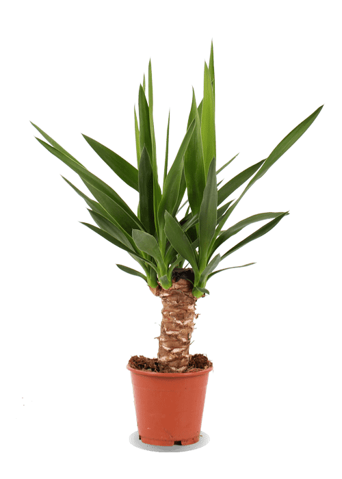 Yucca (Palmlilie) (XS) | Johnny | 40 cm