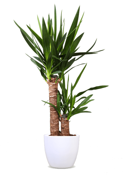 Yucca (Palmlilie) (M) | Johnny | 70 cm