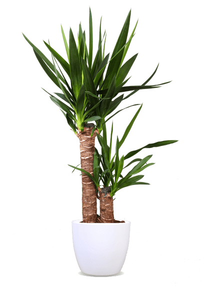 Yucca (Palmlilie) (M)
