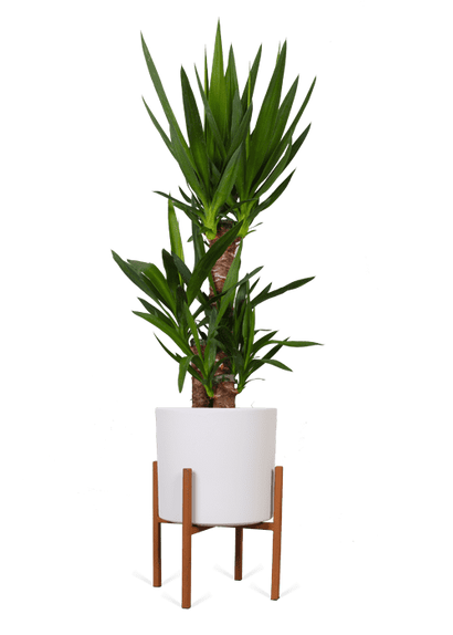 Yucca (Palmlilie) (L)