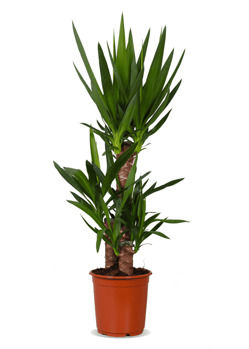 palmlilie pflanze Yucca (Palmlilie) (L) | Johnny | 90 cm