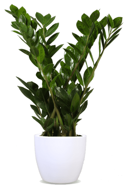 Zamioculcas (Glücksfeder) kaufen | 60 cm