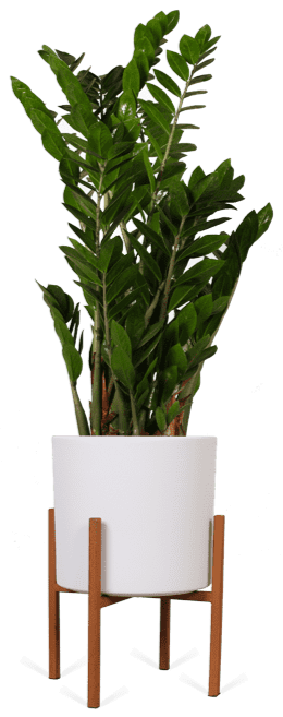 Zamioculcas (Glücksfeder) (M)