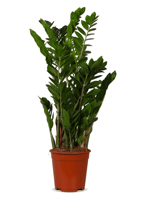 Zamioculcas (Glücksfeder) kaufen | 80 cm